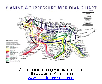 veterinary_acupuncture-2