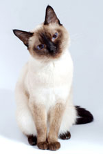 cat---head-tilt