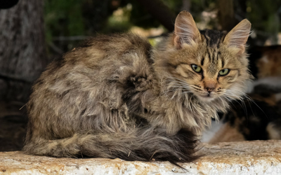 unkempt_cat unkempt_cat