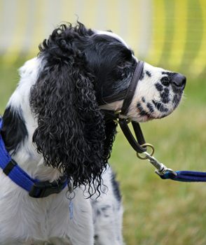 dog-collar