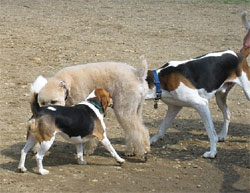 dogbehavioraggressionunfamiliartreatment1