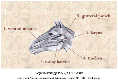 endoscopy-2