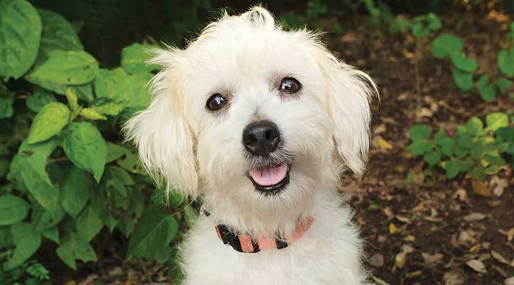 50-50 VCA CareClub - Adult Dogs - Hospital