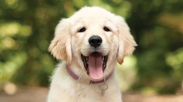 Copy of 50-50 VCA CareClub - Puppies - Hospital