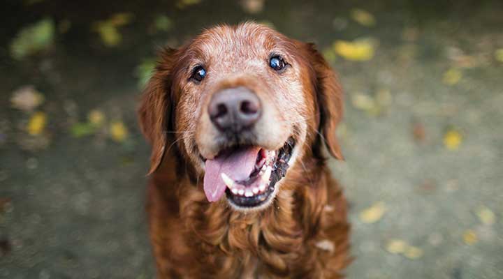 50-50 VCA CareClub - Senior Dogs - Hospital