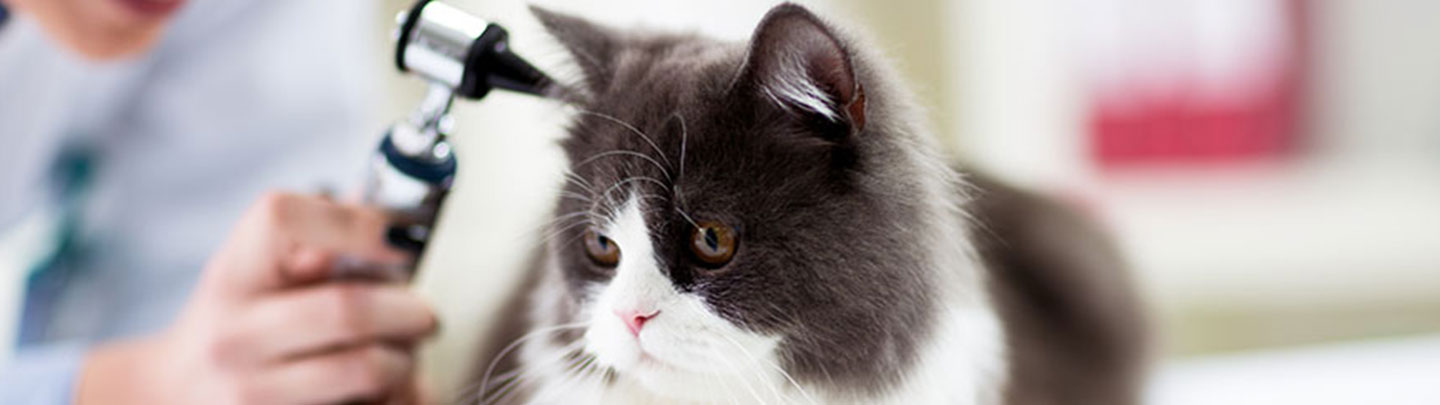 cat with otoscope