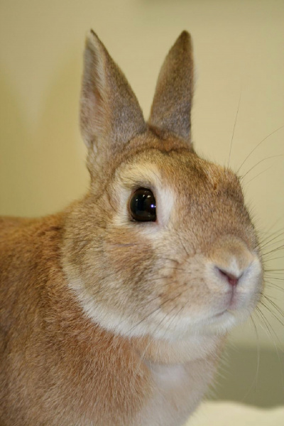 rabbits-fly_strike-1 rabbits-fly_strike-1