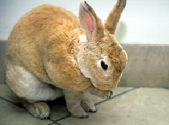 rabbits-fly_strike-2