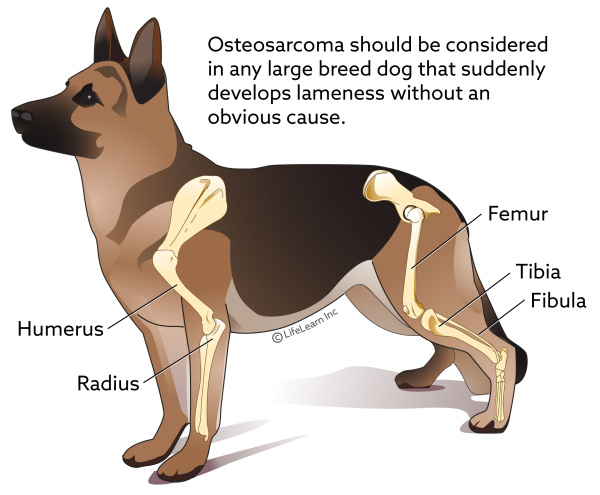 dog_osteosarcoma_2018-01