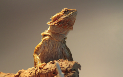 bearded_dragon