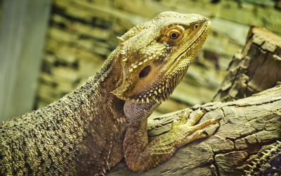 bearded_dragon