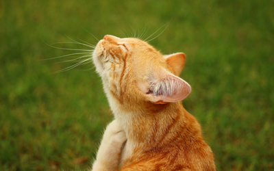 cat_scratching cat_scratching