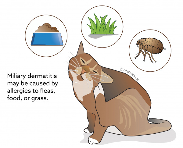 miliary_dermatitis_2018-01-01 miliary_dermatitis_2018-01-01