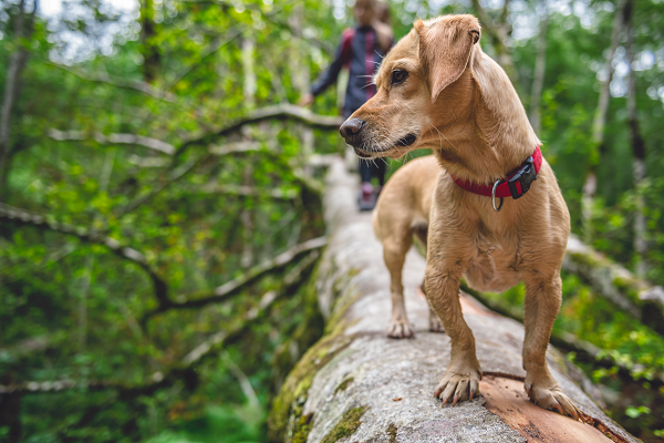 Dog walking along log in the forest