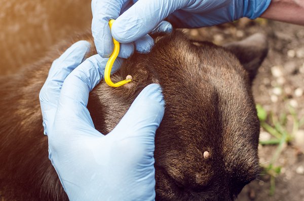 Removing tick from dog's skin with a Tick Twister while wearing gloves