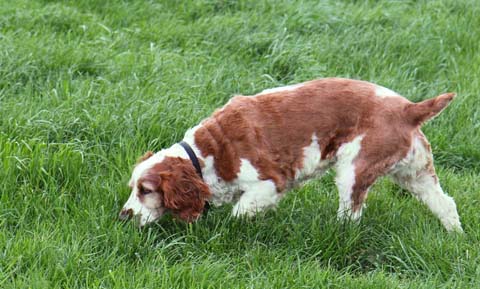 picture of a dog sniffing in the grass