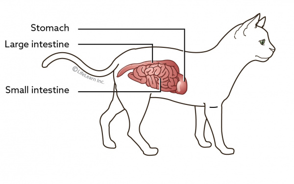 cat_gastrointestinal_2018-01