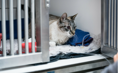 cat_iv cat_iv