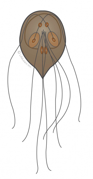 giardia_updated2017-01