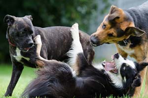 social-groups-with-dogs