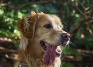why-do-dogs-have-whiskers