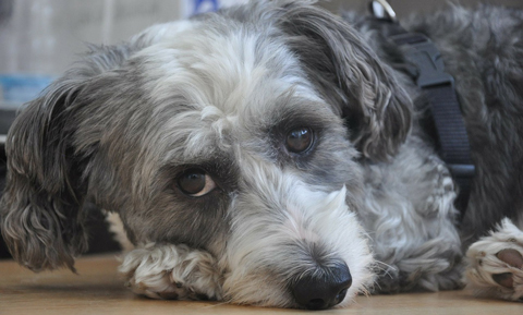 sick-dog