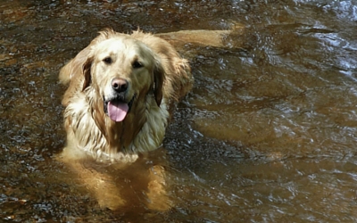 pythiosis_in_dogs