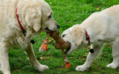dog_park