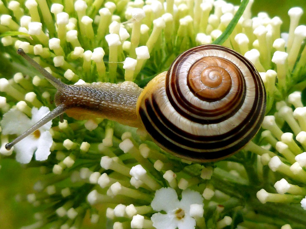 snail-1634852_1280