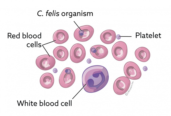 cytauxzoonosis_piroplasm-01