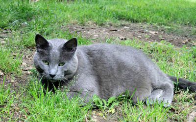 arthritis_cat_nutrition