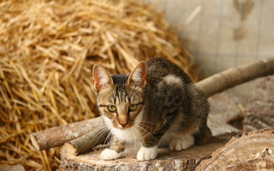 feline_demodex