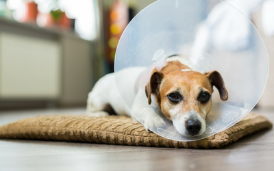 dog_cone