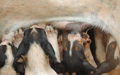 mastitis_in_dogs