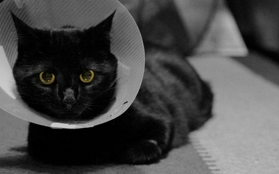 cat_cone cat_cone