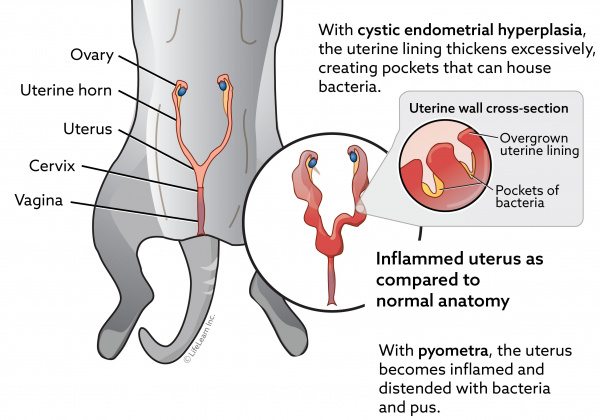cat_female_infertility
