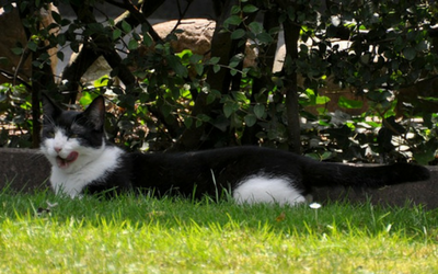 botulism_cats