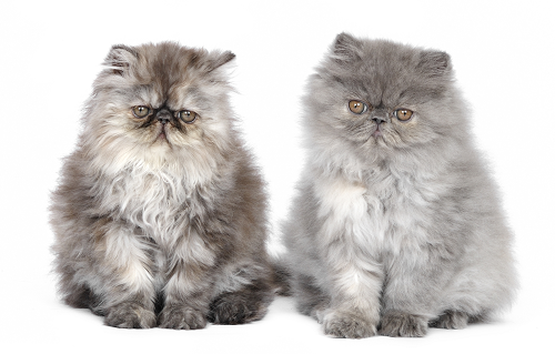 Comparing two blue smoke Persian cats, one with green eyes and one with orange
