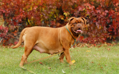 pregnant_dog pregnant_dog