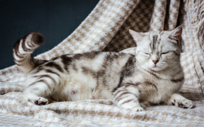 pregnant_cat