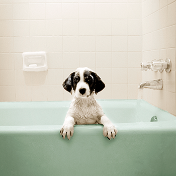 dog_bath dog_bath