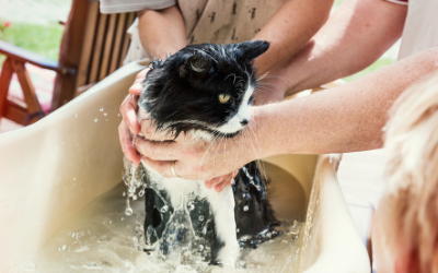 cat_bath_basin cat_bath_basin