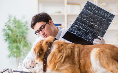 ct_scan_dog ct_scan_dog
