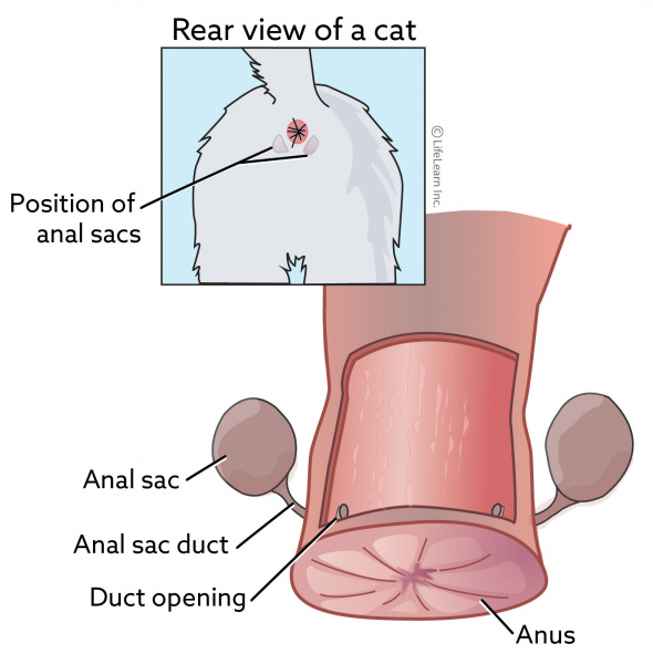 cat_analsacs_2018-01 cat_analsacs_2018-01