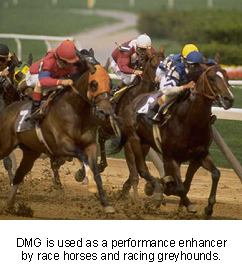 dmg-1 dmg-1