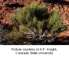 ephedra-1