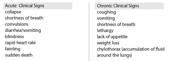 Acute Clinical Signs include collapse, shortness of breath, convulsions, diarrhea/vomiting, blindness, rapid heart rate, fainting, and sudden death. Chronic Clinical Signs include coughing, vomiting, shortness of breath, lethargy, lack of appetite, weight loss, chylothorax (accumulation of fluid around the lungs).