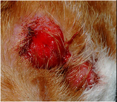 buffy_coat_examination-2