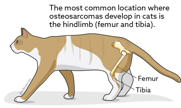 cat_osteosarcoma_2018-01