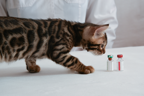 A cat investigating vaccine vials